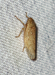 Curtara insularis