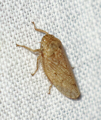 Curtara insularis