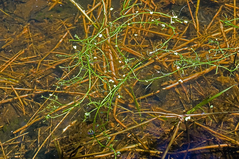 Howellia aquatilis