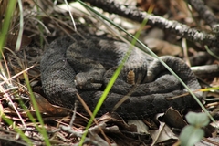 Crotalus pricei