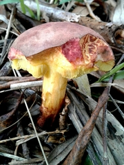 Xerocomellus ripariellus