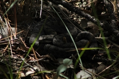 Crotalus pricei