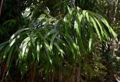 Podocarpus grayae