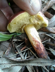 Xerocomellus ripariellus