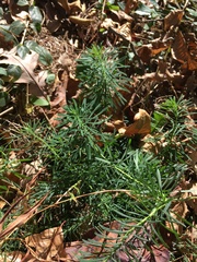 Linaria vulgaris