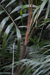 Calamus australis