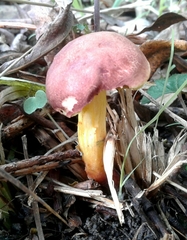 Xerocomellus ripariellus