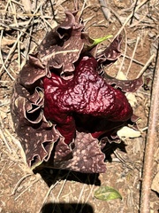 Amorphophallus paeoniifolius