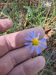 Ionactis linariifolia
