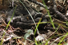 Crotalus pricei