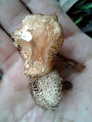 Echinoderma