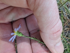 Ionactis linariifolia