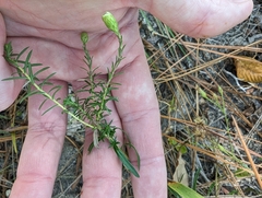 Ionactis linariifolia