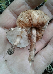 Echinoderma