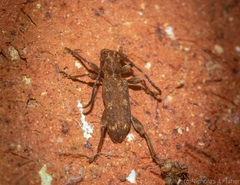 Pempsamacra dispersa