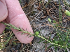 Ionactis linariifolia