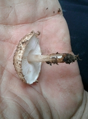 Echinoderma