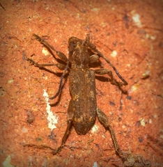 Pempsamacra dispersa