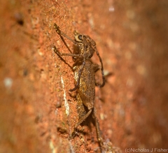 Pempsamacra dispersa