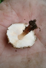 Echinoderma