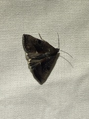 Galgula