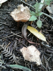 Echinoderma