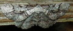 Cymatophora approximaria