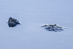 Deirochelyinae
