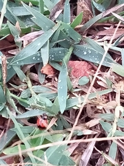 Coccinella transversalis