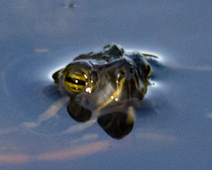 Deirochelyinae