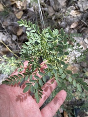 Sphaerophysa salsula