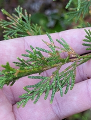 Chamaecyparis thyoides