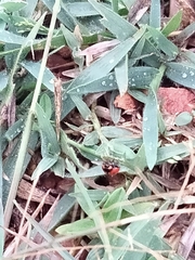 Coccinella transversalis