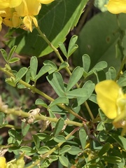 Crotalaria medicaginea