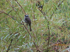 Pycnonotus sinensis formosae