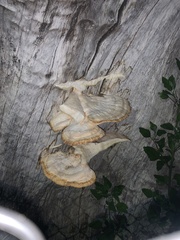 Laetiporus gilbertsonii