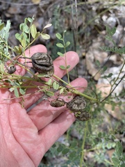 Sphaerophysa salsula