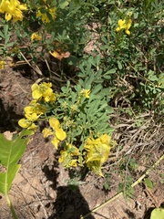 Crotalaria medicaginea