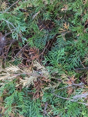 Chamaecyparis thyoides