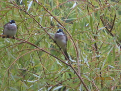 Pycnonotus sinensis formosae