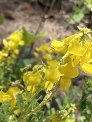 Crotalaria medicaginea