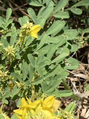 Crotalaria medicaginea