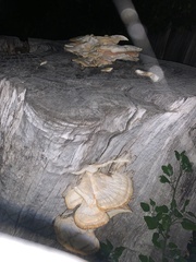 Laetiporus gilbertsonii