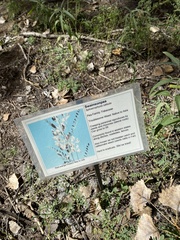 Sphaerophysa salsula