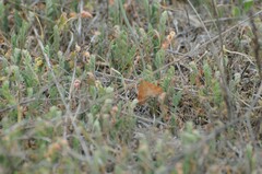 Pyrausta subsequalis