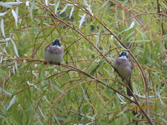 Pycnonotus sinensis formosae