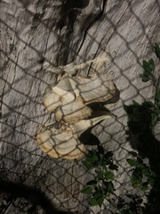 Laetiporus gilbertsonii