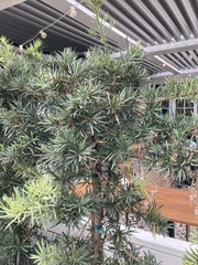 Podocarpus