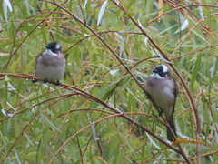 Pycnonotus sinensis formosae