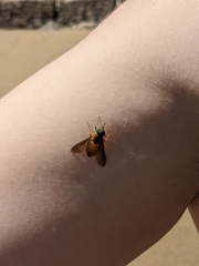 Esenbeckia